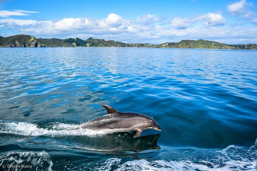 Ancient City or Dolphin observatıon cruise in Side w/Lunch - What this Side cruise actually includes