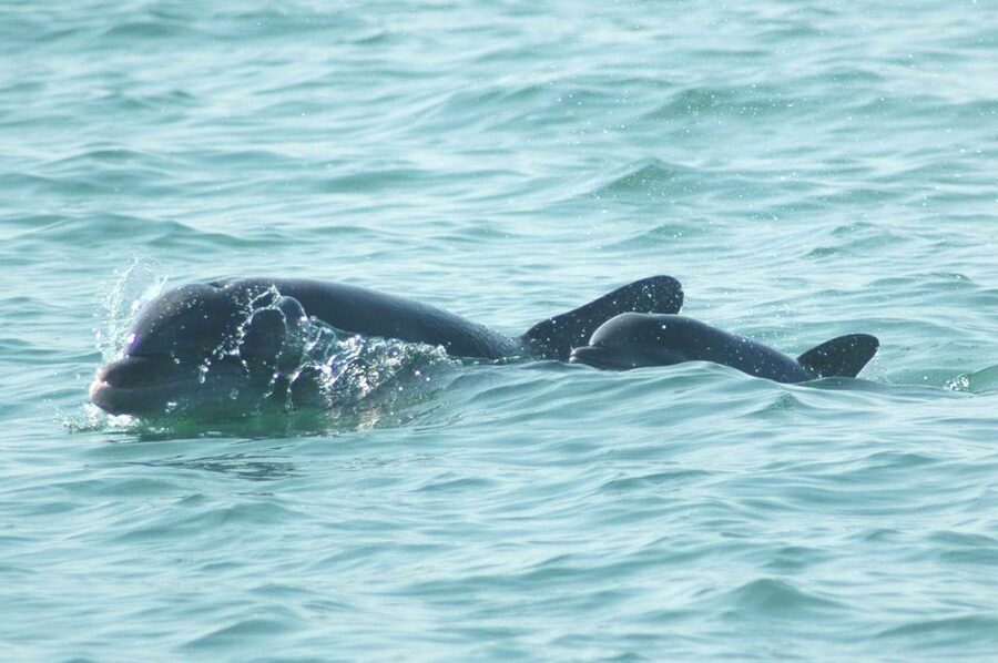 Anna Maria Island and Bradenton: Sunset Kayak Dolphin Tour - Practical details that can save you trouble
