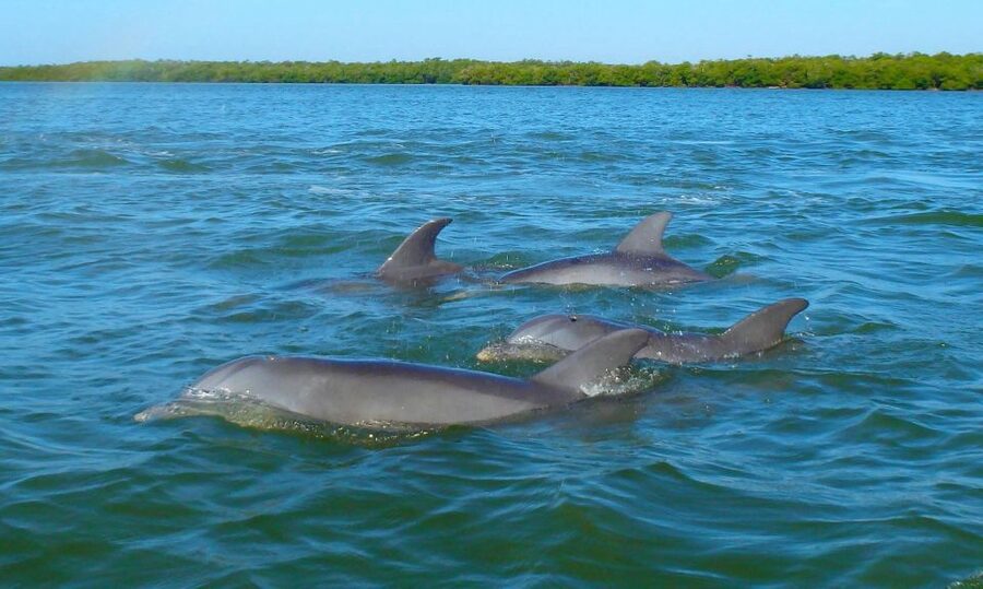 Anna Maria Island and Bradenton: Sunset Kayak Dolphin Tour - Two hours on calm Florida water