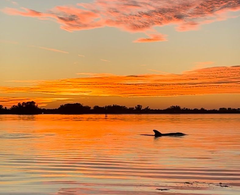 Anna Maria Island and Bradenton: Sunset Kayak Dolphin Tour - Mangroves, birds, and the wider wildlife picture