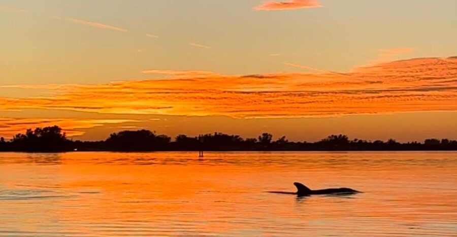 Anna Maria Island and Bradenton: Sunset Kayak Dolphin Tour - Finding dolphins without turning wildlife into a show