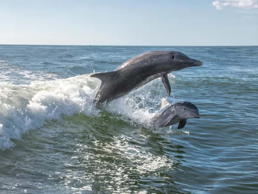 Anna Maria Island: Dolphin Cruise - Key things to know before you go