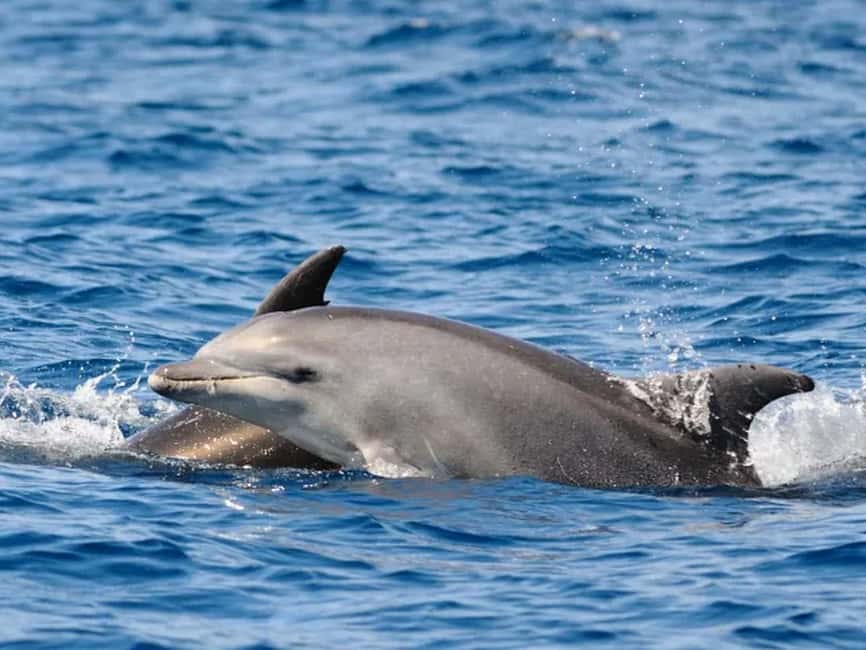 Anna Maria Island: Dolphin Cruise - How to prepare for the boat