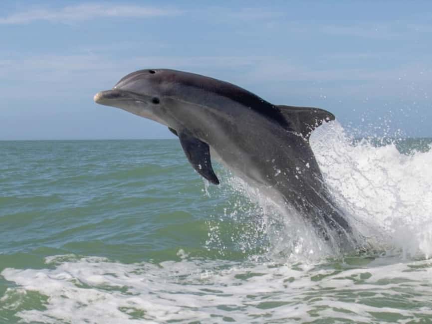 Anna Maria Island: Dolphin Cruise - The back bay and the wider wildlife list