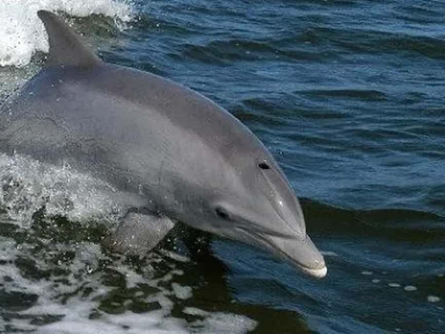 Anna Maria Island: Dolphin Cruise - What the guide adds to the ride