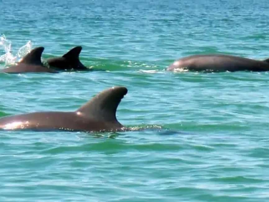 Anna Maria Island: Dolphin Cruise - Is $62 a fair price?