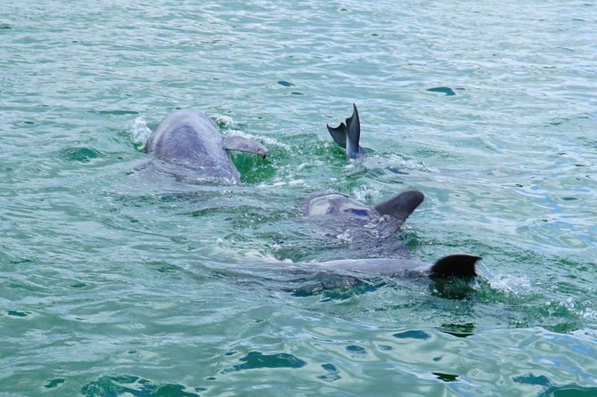 Anna Maria Island Dolphin Sightseeing Adventure - Best times and weather considerations