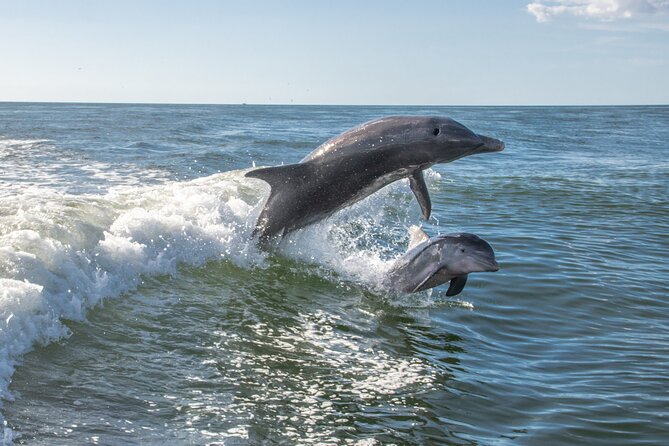 Anna Maria Island Dolphin Sightseeing Adventure - Who will enjoy this most