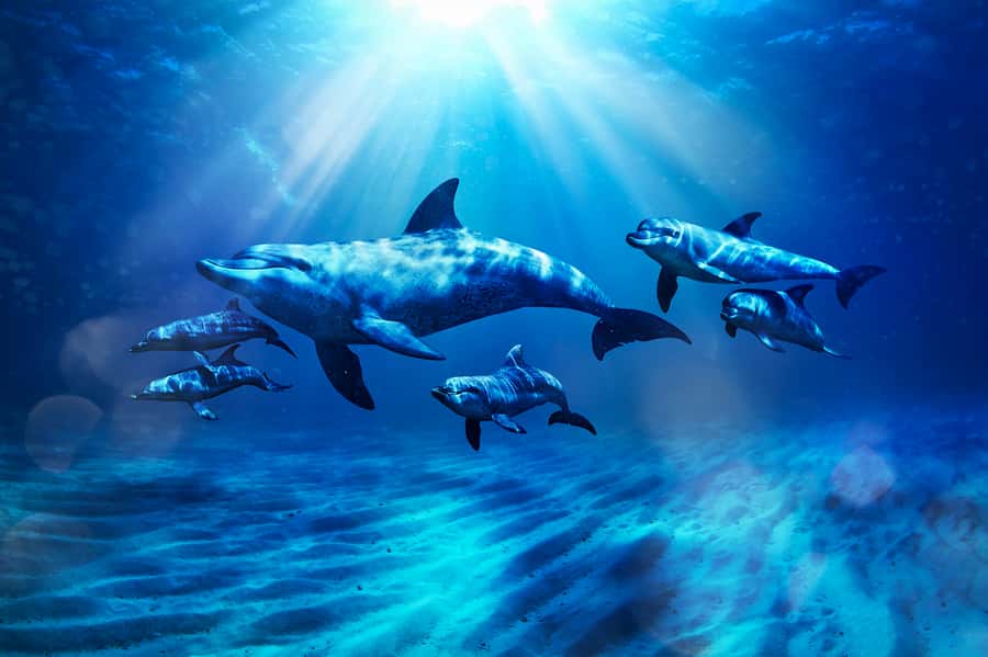 Aquaventure World: Dolphin Paddle and Waterpark Day Pass - Meeting the dolphins at Atlas Village