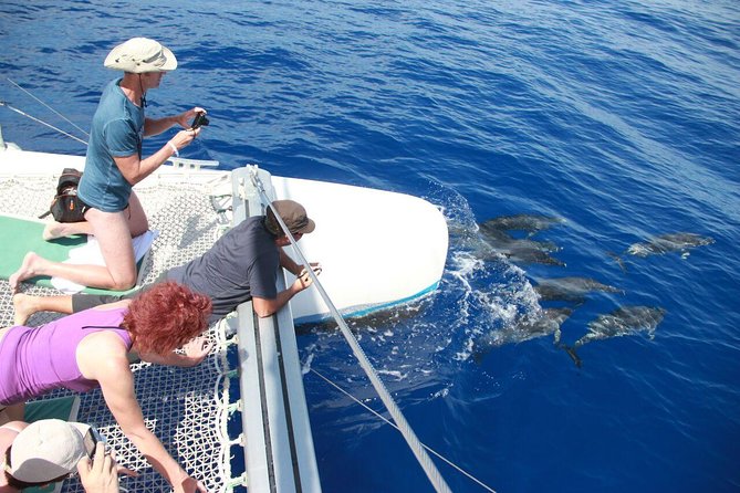Arieiro Peak and Cristo Rei 4x4 Experience + Dolphins Watching - Why this Madeira day trip works so well