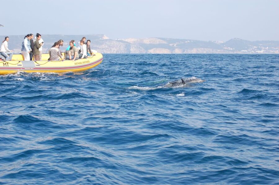 Arrábida - Sesimbra: Dolphin Watching - Key points to know before you go