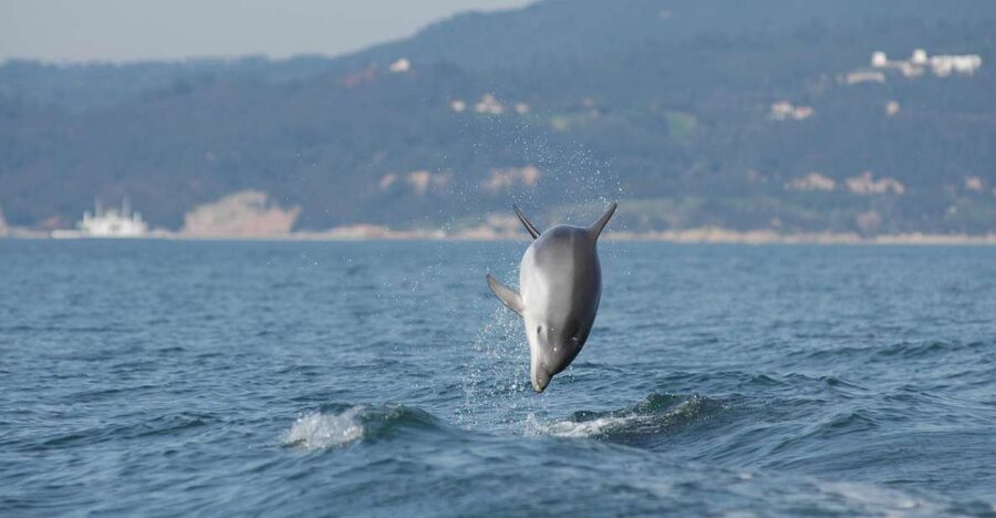 Arrábida - Sesimbra: Dolphin Watching - Why the Sado River Estuary matters