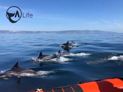 Arrábida – Sesimbra: Dolphin Watching