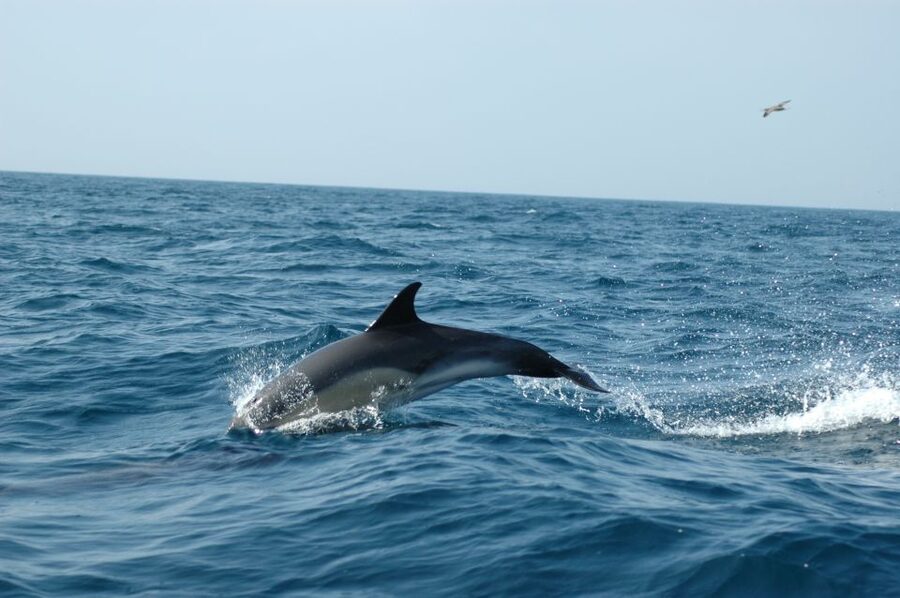 Arrábida - Sesimbra: Dolphin Watching - Planning your time around the activity