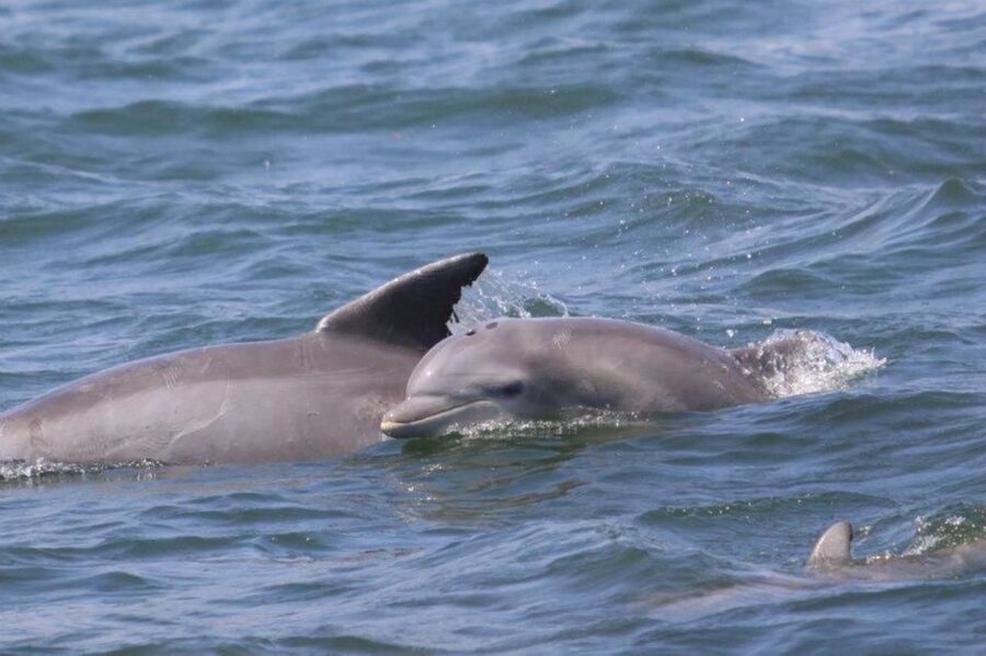 Atlantic City: Dolphin Watching Ocean Cruise Adventure - Finding the Dolphins Near Brigantine