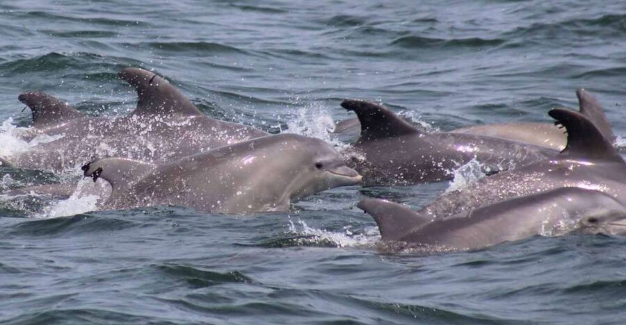 Atlantic City: Dolphin Watching Ocean Cruise Adventure - Family Suitability and Comfort on the Boat