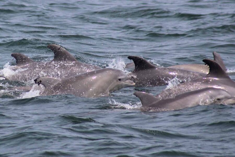 Atlantic City: Dolphin Watching Ocean Cruise Adventure - Should You Book the Atlantic City Dolphin Cruise?
