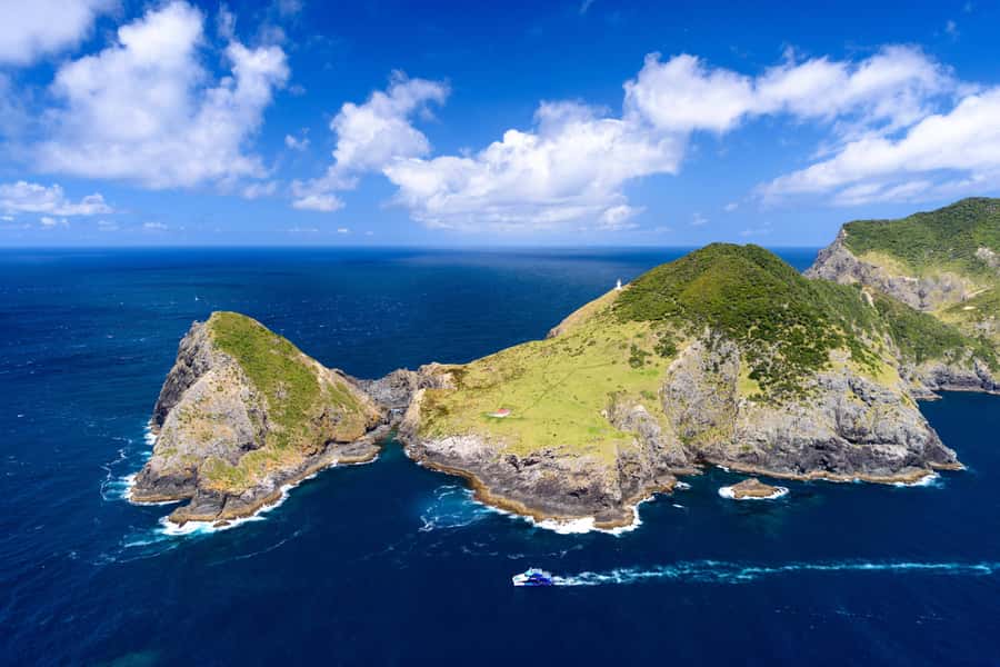 Auckland: Bay of Islands Day Tour with Dolphin Cruise - Dolphins, whales, and the rules of wildlife watching