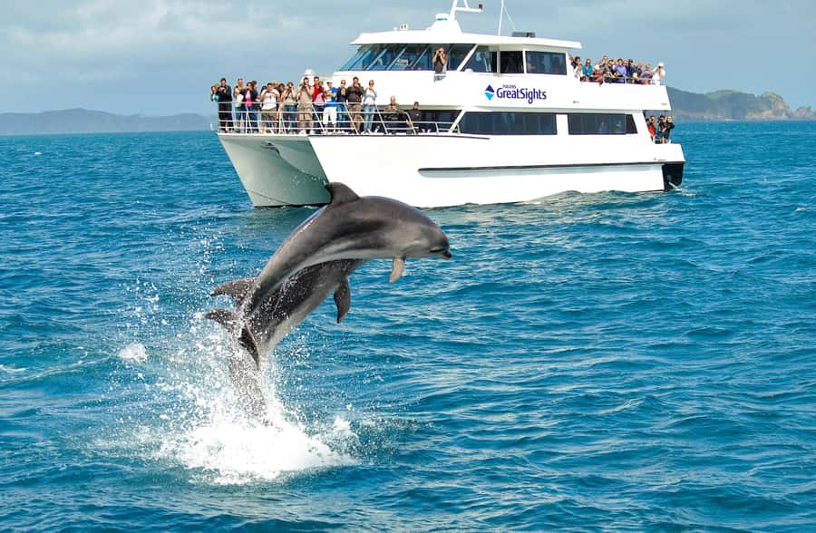 Auckland: Bay of Islands Day Tour with Dolphin Cruise - The return to Auckland after dark