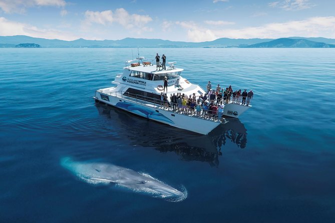 Auckland Dolphin and Whale Watching Eco-Safari Cruise - Leaving Viaduct Harbour for the Hauraki Gulf