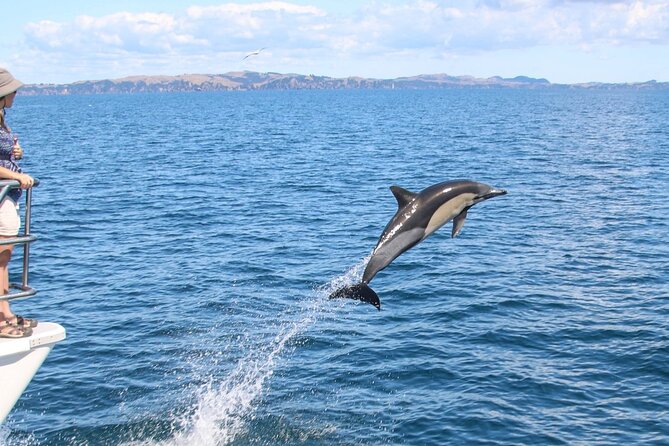 Auckland Dolphin and Whale Watching Eco-Safari Cruise - Searching for dolphins and whales