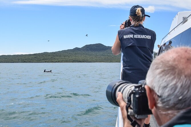Auckland Dolphin and Whale Watching Eco-Safari Cruise - Tiritiri Matangi and the seabirds