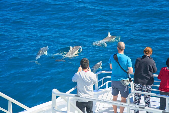 Auckland: Tikapa Moana Dolphin, Whale and Island Cruise - What the $105.50 price really buys