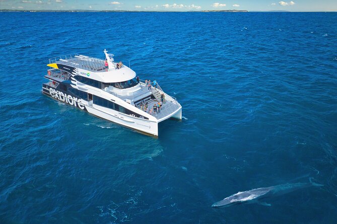 Auckland: Tikapa Moana Dolphin, Whale and Island Cruise - Watching for dolphins, whales, seals, and birds