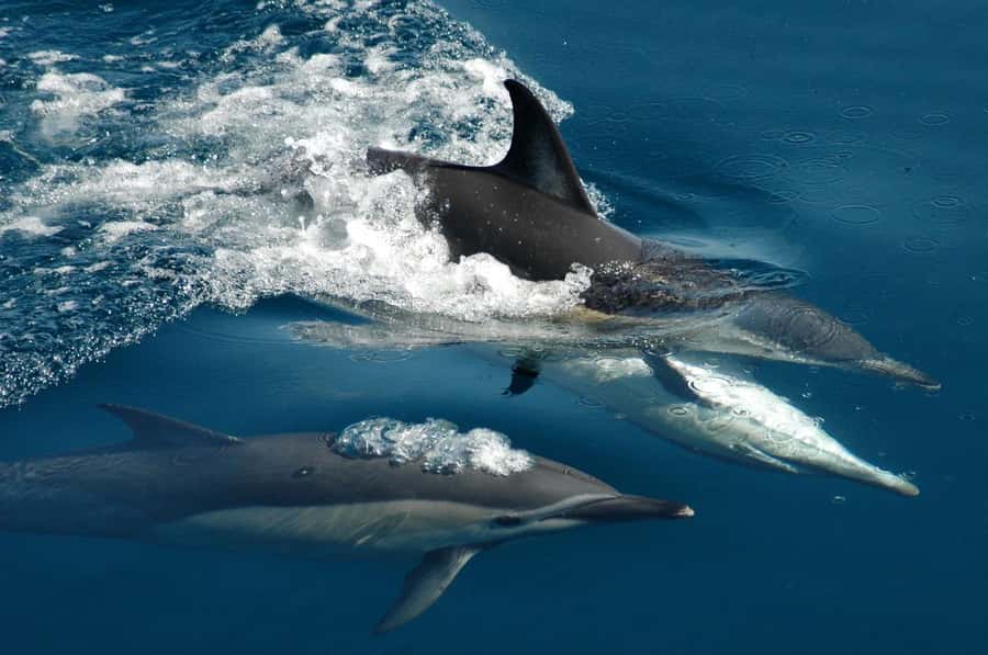 Auckland: Tikapa Moana Whales, Dolphins and Islands Cruise - The main event: searching for whales and dolphins