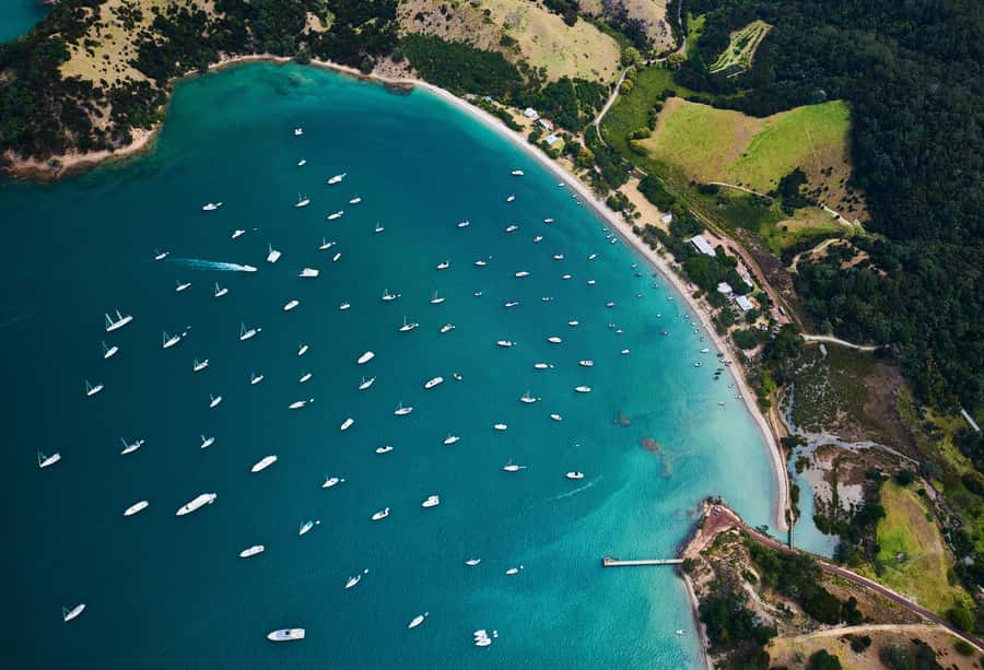 Auckland: Tikapa Moana Whales, Dolphins and Islands Cruise - Who should book this cruise?