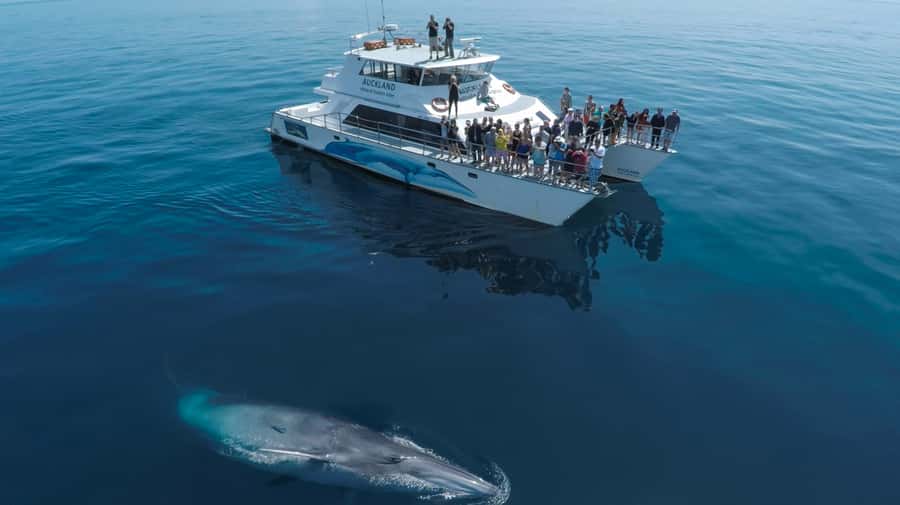 Auckland: Whale and Dolphin Watching Half-Day Eco Cruise - Key points to know before sailing