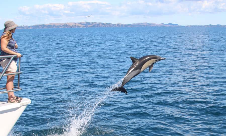 Auckland: Whale and Dolphin Watching Half-Day Eco Cruise - Leaving Auckland from Berth 9