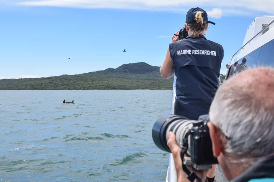 Auckland: Whale and Dolphin Watching Half-Day Eco Cruise - Dolphins beside the catamaran