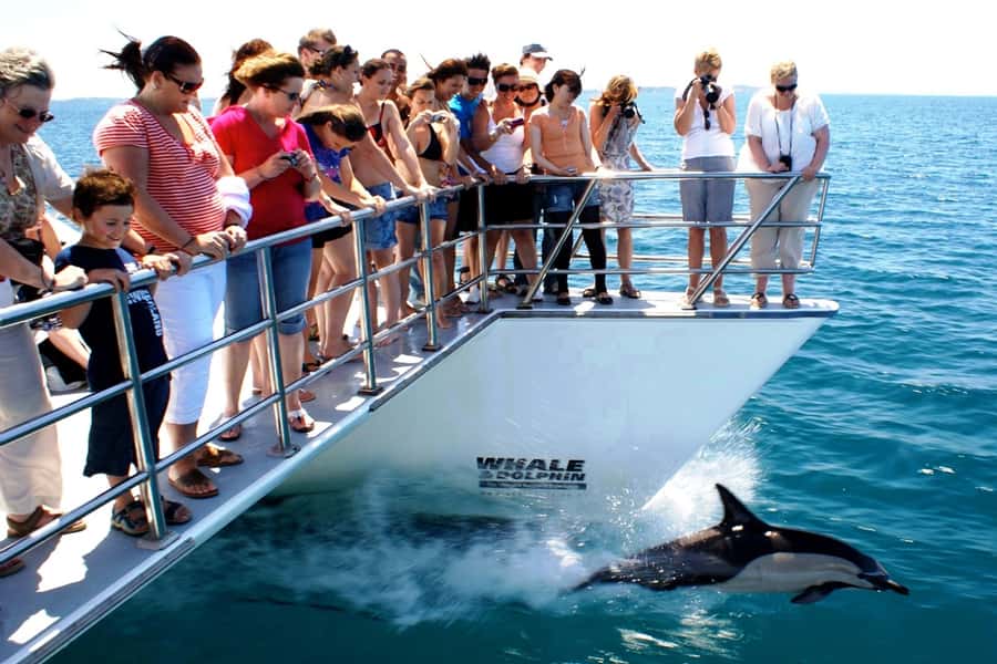 Auckland: Whale and Dolphin Watching Half-Day Eco Cruise - Whales, sharks, and the luck of the day