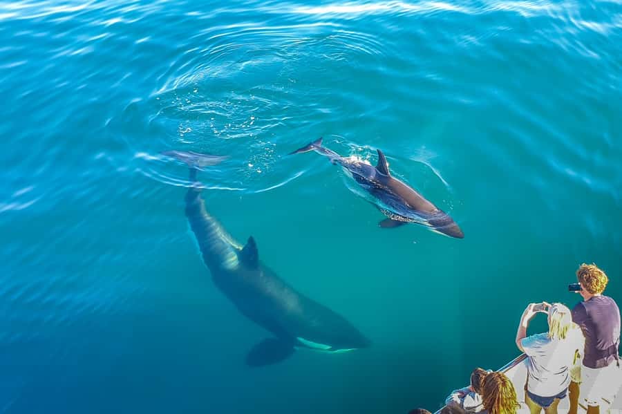 Auckland: Whale and Dolphin Watching Half-Day Eco Cruise - A marine safari with research behind it