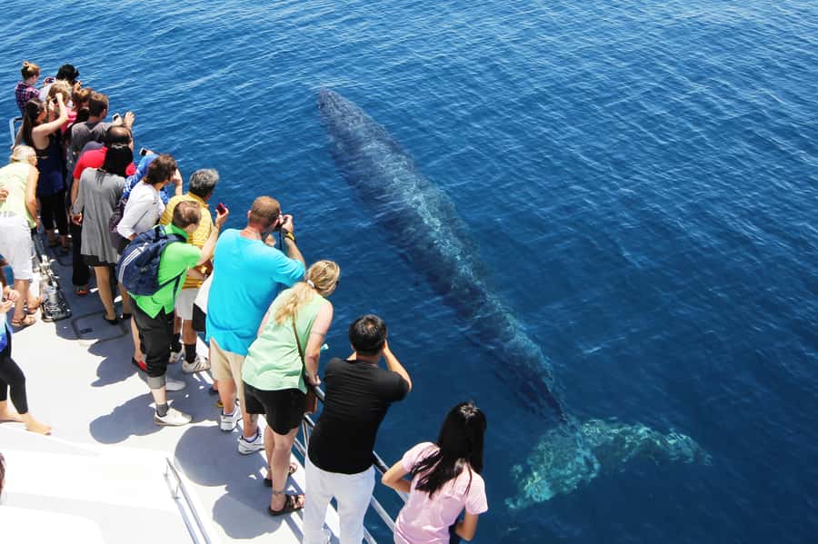 Auckland: Whale and Dolphin Watching Half-Day Eco Cruise - Weather, clothing, and comfort at sea