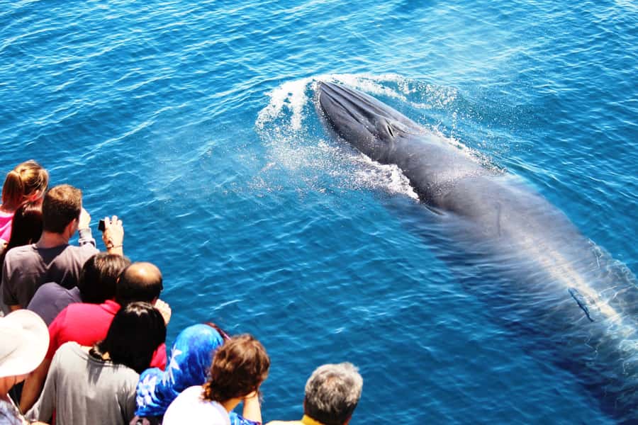 Auckland: Whale and Dolphin Watching Half-Day Eco Cruise - North Head, Devonport, and Rangitoto