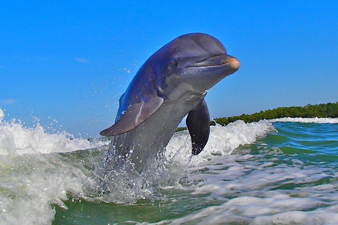 Avi's Premium Dolphin Tour by Jet Ski - Passing through mangrove forest