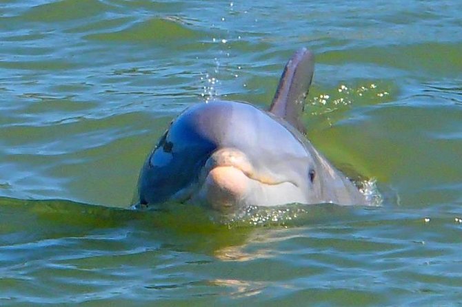 Avi's Premium Dolphin Tour by Jet Ski - Is two hours enough?