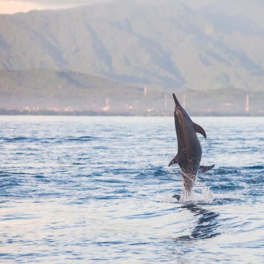 Bali Bliss: Dolphin Lovina Private Expedition - Key points before you book