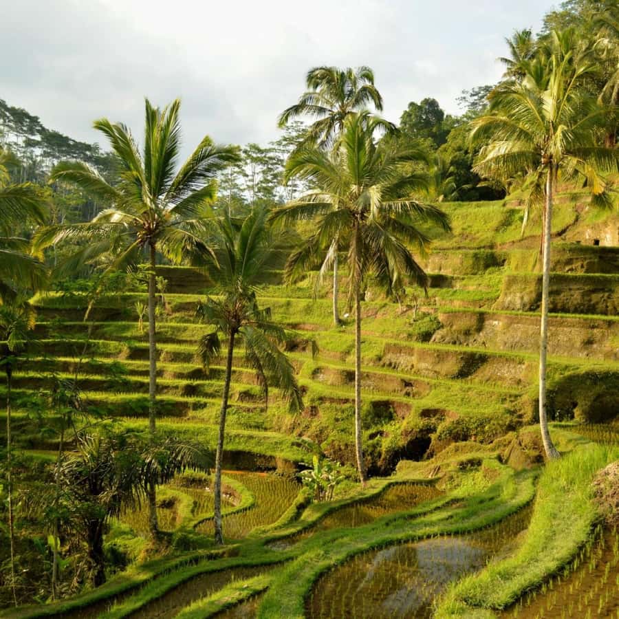 Bali Bliss: Dolphin Lovina Private Expedition - Option B: Kintamani, Ubud, and Tegallalang