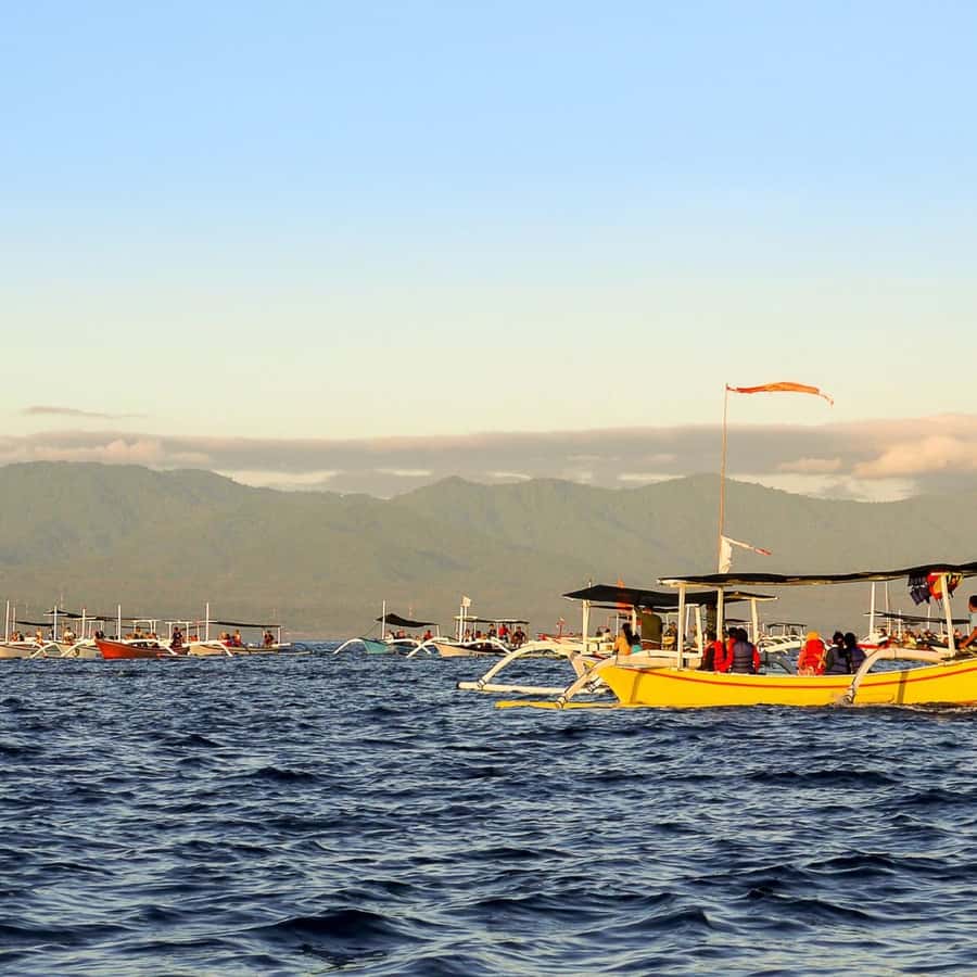 Bali Bliss: Dolphin Lovina Private Expedition - Dolphin welfare and realistic expectations