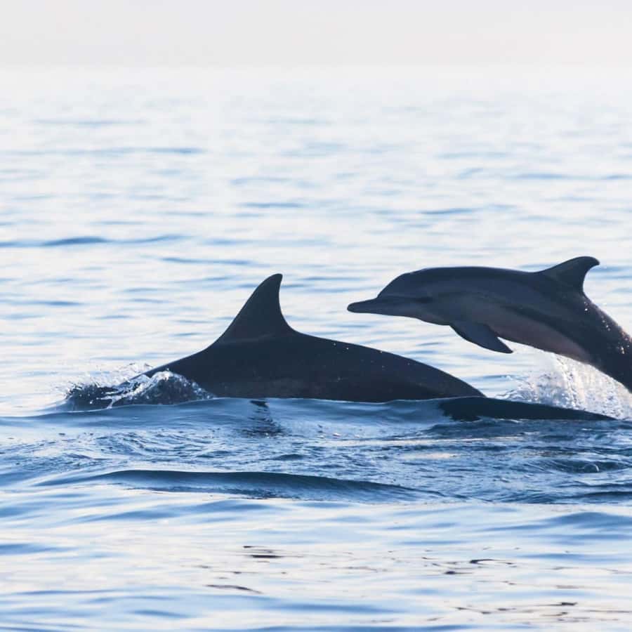 Bali Bliss: Dolphin Lovina Private Expedition - Option A: Wanagiri, Handara, and Ulun Danu Bratan