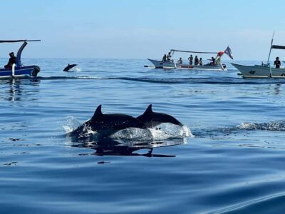 Dolphin Swimming Tour with ATV Quad Bike & Waterfall