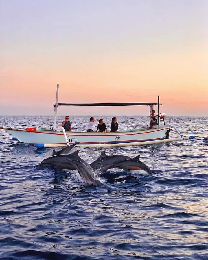 Bali: Dolphin Watching, Snorkeling, and Munduk Day Tour - Key Points To Know Before Booking