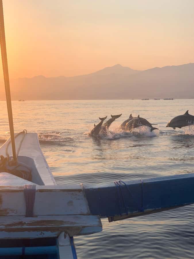 Bali: Dolphin Watching, Snorkeling, and Munduk Day Tour - Snorkeling Near Wild Dolphins