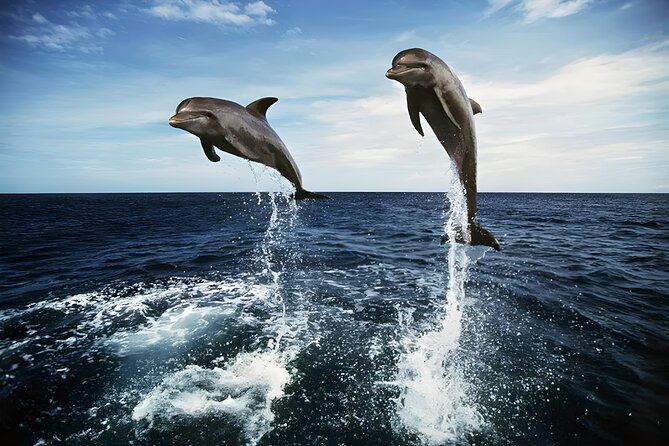 Bali Dolphin Watching Sunrise Tour in Lovina Beach - Gitgit Waterfall and the first land stop