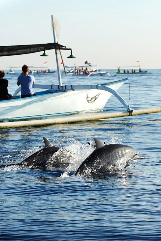 Bali: Lovina dolphin adventure with breakfast and snorkling. - Swimming beside the boat with dolphins nearby