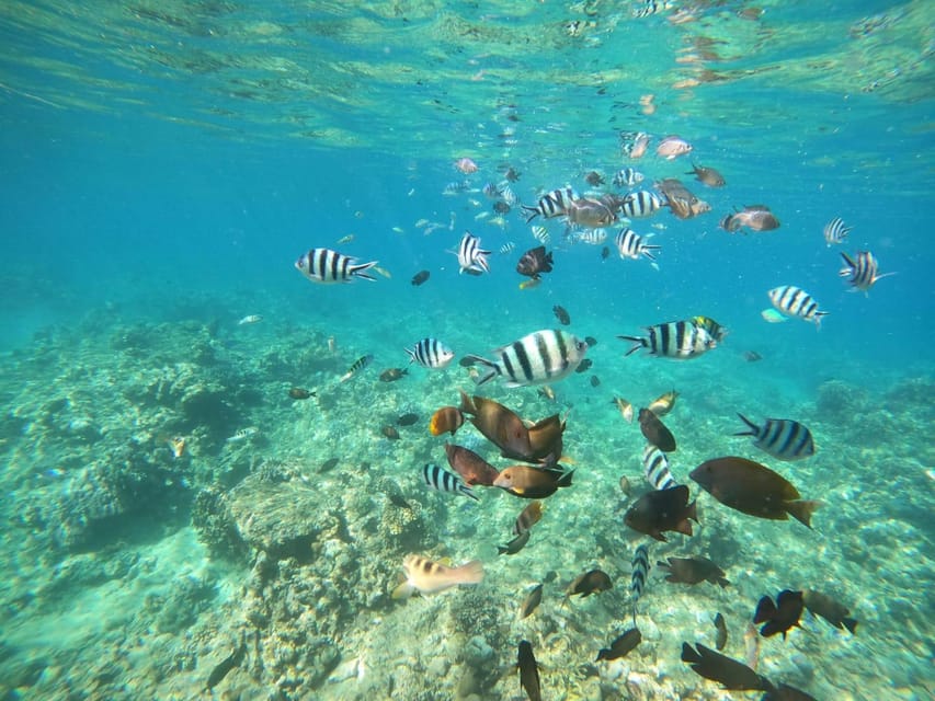 Bali: Lovina dolphin adventure with breakfast and snorkling. - What the $26 price really covers