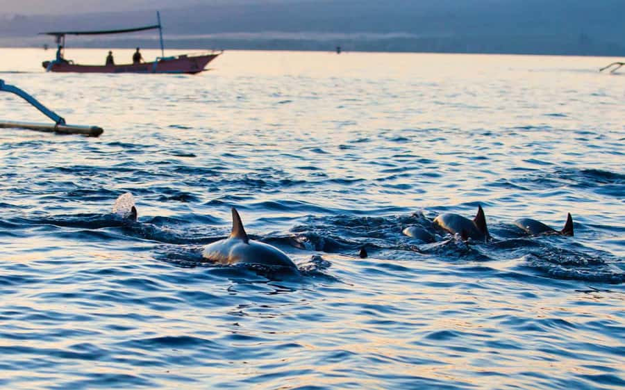 Bali: Lovina dolphin adventure with breakfast and snorkling. - Who should book this experience